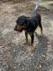 Black and Tan Coonhound Puppies for sale in Washington, DC 20018, USA. price: NA