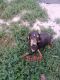 Black and Tan Coonhound Puppies for sale in Columbia, MO, USA. price: NA