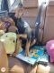 Black and Tan Coonhound Puppies for sale in Mesa, AZ 85203, USA. price: $550