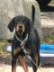 Black and Tan Coonhound Puppies for sale in Crescent Beach, FL 32080, USA. price: $150