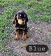 Black and Tan Coonhound Puppies for sale in Johnson City, Texas. price: $100