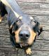 Black and Tan Coonhound Puppies for sale in Sweetwater, TN 37874, USA. price: NA