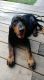 Black and Tan Coonhound Puppies for sale in Haines City, FL, USA. price: $600