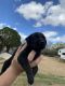 Black and Tan Coonhound Puppies for sale in 13281 Jarratt Rd, Atascosa, TX 78002, USA. price: NA
