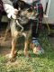 Black and Tan Terrier Puppies for sale in Asheville, NC, USA. price: NA