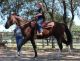 Black Forest Horse Horses for sale in Austin, TX, USA. price: NA