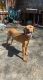 Black Mouth Cur Puppies for sale in Loganville, GA 30052, USA. price: $400