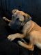 Black Mouth Cur Puppies for sale in Polk City, FL 33868, USA. price: $350