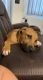 Black Mouth Cur Puppies for sale in Greeneville, TN, USA. price: NA