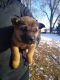 Black Mouth Cur Puppies for sale in Burley, ID, USA. price: $200