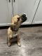 Black Mouth Cur Puppies for sale in Springfield, IL, USA. price: $250