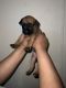 Black Mouth Cur Puppies for sale in Humble, TX, USA. price: NA