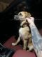 Black Mouth Cur Puppies for sale in Junction City, KS, USA. price: $375