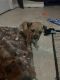 Black Mouth Cur Puppies for sale in Zephyrhills, FL 33544, USA. price: $150