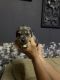 Black Mouth Cur Puppies for sale in Killeen, TX, USA. price: NA