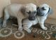 Black Mouth Cur Puppies for sale in Seattle, WA 98103, USA. price: NA
