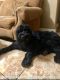 Black Russian Terrier Puppies for sale in Memphis, TN, USA. price: $2,500