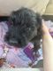 Black Russian Terrier Puppies for sale in Indianapolis, IN, USA. price: $3,750