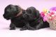 Excellent Black Russian Terrier Puppies