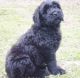 Black Russian Terrier Puppies for sale in Dallas, TX, USA. price: NA