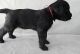 Black Russian Terrier Puppies for sale in San Bernardino County, CA, USA. price: $500
