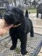 Black Russian Terrier Puppies for sale in Memphis, TN, USA. price: $1,600