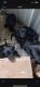 Black Russian Terrier Puppies for sale in Ionia, MI 48846, USA. price: NA