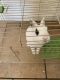 Blanc de Hotot Rabbits for sale in Costa Mesa, CA, USA. price: NA