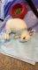 Blanc de Hotot Rabbits for sale in Charlotte, NC, USA. price: NA