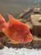 Blood Parrot Cichlid Fishes