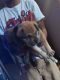 Bloodhound Puppies for sale in Bloomington, IN, USA. price: $100