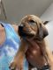 Bloodhound Puppies for sale in Fort Branch, IN 47648, USA. price: $700
