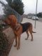 Bloodhound Puppies for sale in Temecula, CA, USA. price: NA