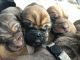Bloodhound Puppies for sale in Sidney, OH 45365, USA. price: $600