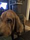 Bloodhound Puppies for sale in Newark, OH, USA. price: $600