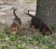Bloodhound Puppies for sale in Central Texas, TX, USA. price: NA