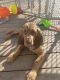 Bloodhound Puppies for sale in Ishpeming, MI 49849, USA. price: $900