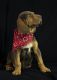 AKC Purebred Bloodhounds