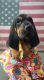 Bloodhound Puppies for sale in Somerset, KY, USA. price: $650,800
