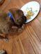 Bloodhound Puppies for sale in Colorado Springs, CO, USA. price: NA