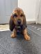 Bloodhound Puppies for sale in Oak Harbor, OH 43449, USA. price: $600