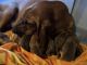 Bloodhound Puppies for sale in Whittier, CA, USA. price: NA