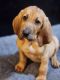 Bloodhound Puppies for sale in Lonoke, AR 72086, USA. price: $800