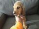 Bloodhound Puppies for sale in Marengo, OH 43334, USA. price: $800