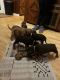 Bloodhound Puppies for sale in Lynchburg, VA, USA. price: $750