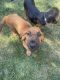 Bloodhound Puppies for sale in Mason, OH, USA. price: $550