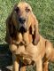 Bloodhound Puppies for sale in Elizabethtown, KY, USA. price: $200