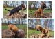 Bloodhound Puppies for sale in Cumby, TX 75433, USA. price: $750
