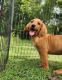Bloodhound Puppies for sale in Cumby, TX 75433, USA. price: $350