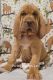 Bloodhound Puppies for sale in Findlay, Ohio. price: $1,200